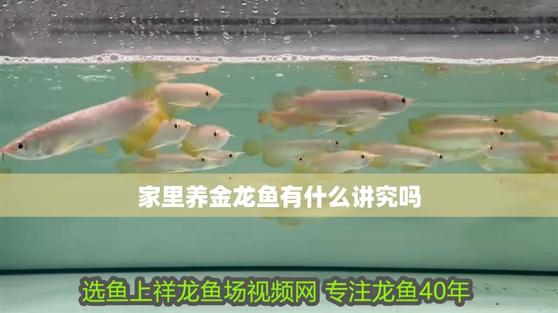 家里養金龍魚有什么講究嗎 龍魚百科 第2張 家里養金龍魚有什么講究嗎 家里養金龍魚有什么講究嗎 龍魚百科 第2張