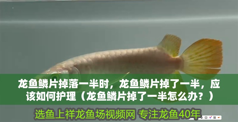 龍魚鱗片掉落一半時，龍魚鱗片掉了一半，應該如何護理（龍魚鱗片掉了一半怎么辦？）