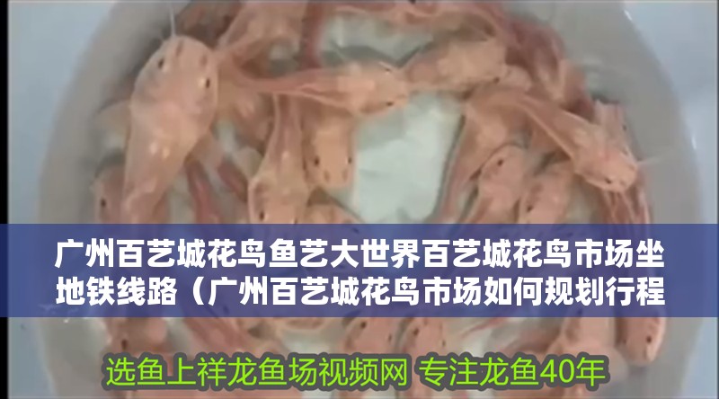 廣州百藝城花鳥魚藝大世界百藝城花鳥市場坐地鐵線路（廣州百藝城花鳥市場如何規(guī)劃行程）