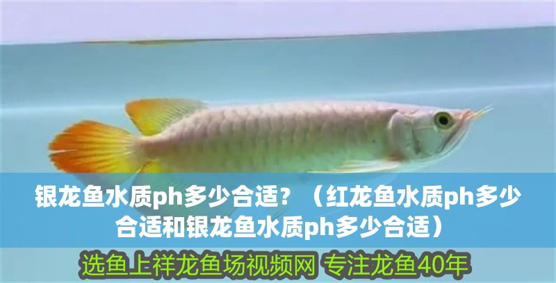 銀龍魚水質ph多少合適？（紅龍魚水質ph多少合適和銀龍魚水質ph多少合適）