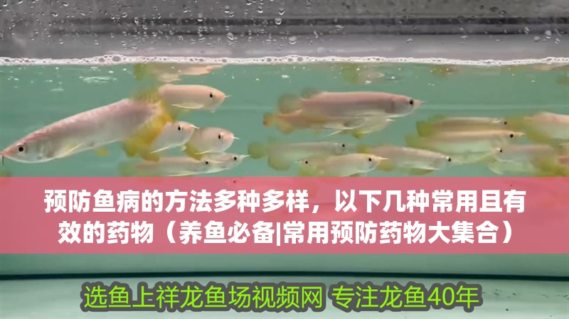 預防魚病的方法多種多樣，以下幾種常用且有效的藥物（養魚必備|常用預防藥物大集合）