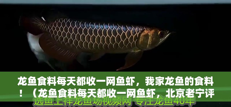 龍魚食料每天都收一網魚蝦，我家龍魚的食料！（龍魚食料每天都收一網魚蝦，北京老寧評論：有新鮮的食物真好）
