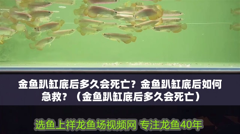 金魚趴缸底后多久會死亡？金魚趴缸底后如何急救？（金魚趴缸底后多久會死亡）