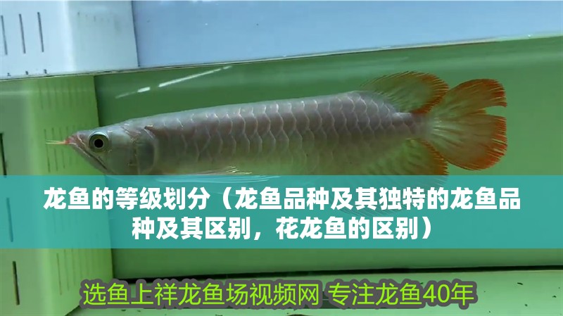 龍魚的等級劃分（龍魚品種及其獨特的龍魚品種及其區別，花龍魚的區別）