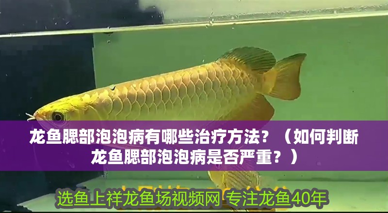 龍魚腮部泡泡病有哪些治療方法？（如何判斷龍魚腮部泡泡病是否嚴重？） 龍魚腮部泡泡病有哪些治療方法？（如何判斷龍魚腮部泡泡病是否嚴重？） 龍魚百科