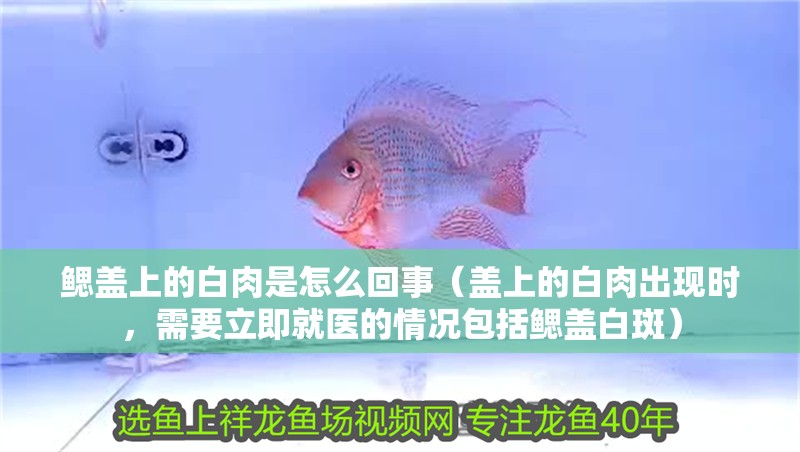 鰓蓋上的白肉是怎么回事（蓋上的白肉出現時，需要立即就醫的情況包括鰓蓋白斑）