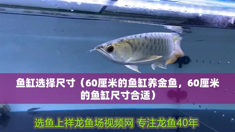魚(yú)缸選擇尺寸（60厘米的魚(yú)缸養(yǎng)金魚(yú)，60厘米的魚(yú)缸尺寸合適）