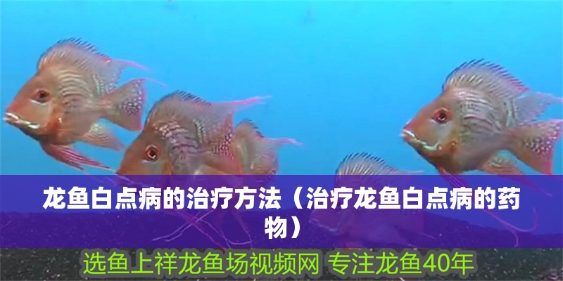 龍魚白點(diǎn)病的治療方法（治療龍魚白點(diǎn)病的藥物）