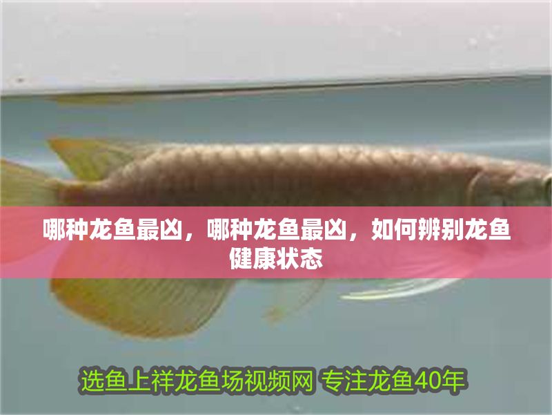 哪種龍魚最兇，哪種龍魚最兇，如何辨別龍魚健康狀態