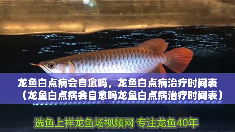 龍魚白點病會自愈嗎，龍魚白點病治療時間表（龍魚白點病會自愈嗎龍魚白點病治療時間表）