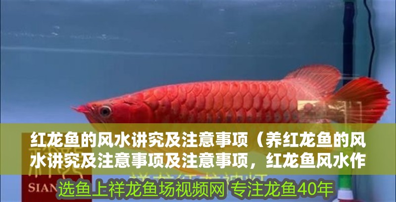 紅龍魚的風(fēng)水講究及注意事項（養(yǎng)紅龍魚的風(fēng)水講究及注意事項及注意事項，紅龍魚風(fēng)水作用）
