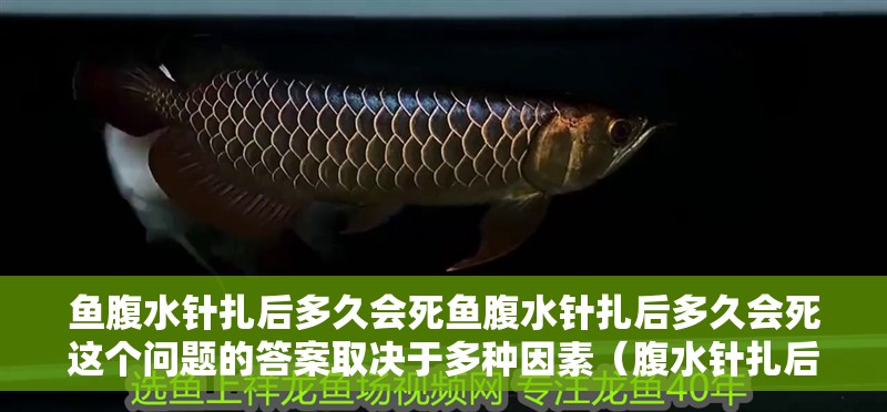 魚腹水針扎后多久會死魚腹水針扎后多久會死這個問題的答案取決于多種因素（腹水針扎后多久會死？）
