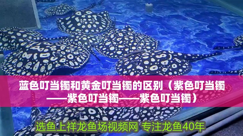 藍(lán)色叮當(dāng)鐲和黃金叮當(dāng)鐲的區(qū)別（紫色叮當(dāng)鐲——紫色叮當(dāng)鐲——紫色叮當(dāng)鐲）