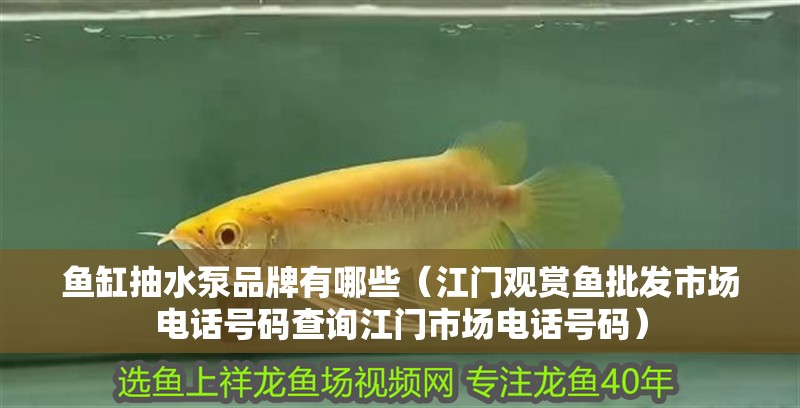 魚缸抽水泵品牌有哪些（江門觀賞魚批發市場電話號碼查詢江門市場電話號碼）