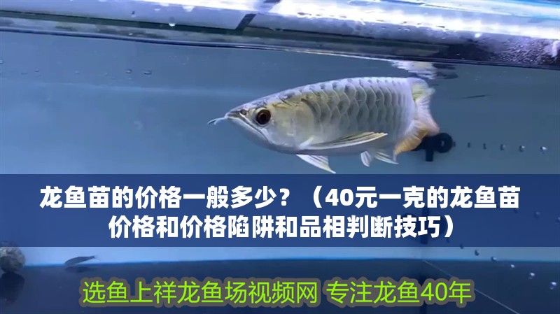 龍魚苗的價格一般多少？（40元一克的龍魚苗價格和價格陷阱和品相判斷技巧）