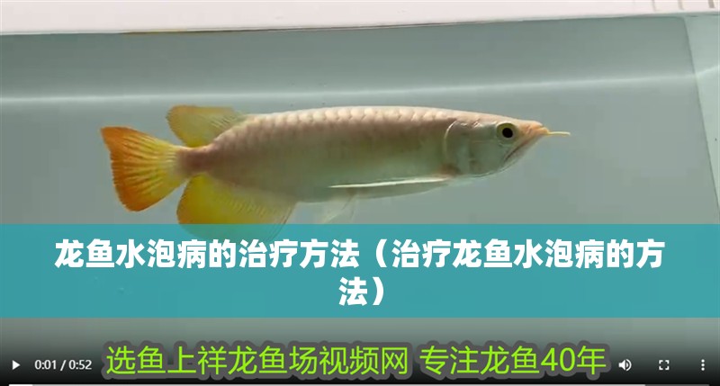 龍魚水泡病的治療方法（治療龍魚水泡病的方法）