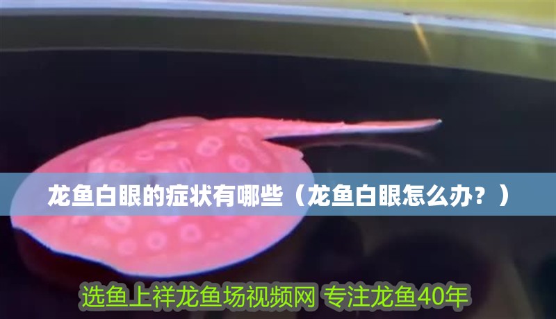 龍魚白眼的癥狀有哪些（龍魚白眼怎么辦？）