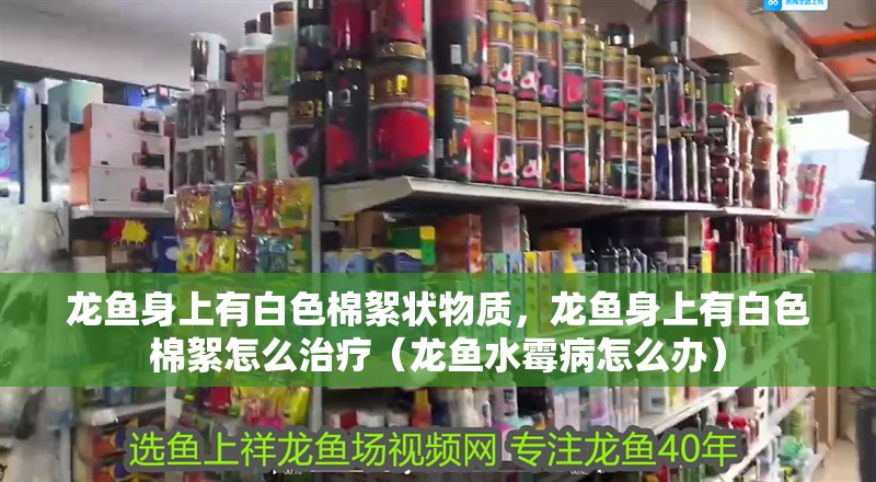 龍魚身上有白色棉絮狀物質，龍魚身上有白色棉絮怎么治療（龍魚水霉病怎么辦）