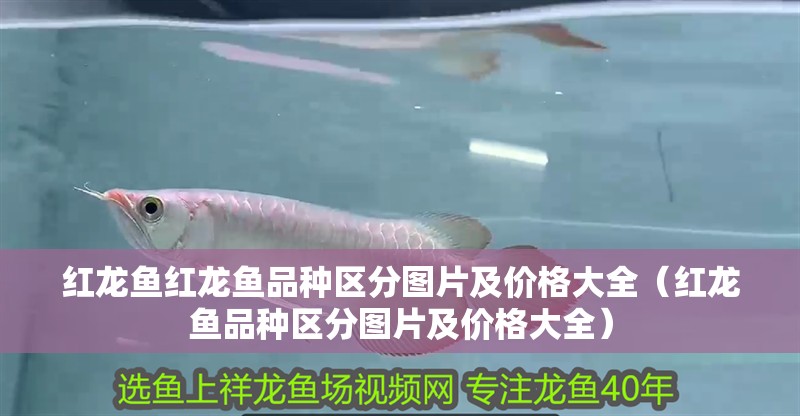 紅龍魚紅龍魚品種區分圖片及價格大全（紅龍魚品種區分圖片及價格大全）