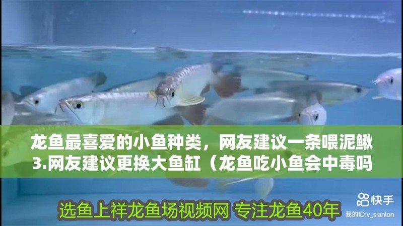 龍魚最喜愛的小魚種類，網(wǎng)友建議一條喂泥鰍3.網(wǎng)友建議更換大魚缸（龍魚吃小魚會中毒嗎）