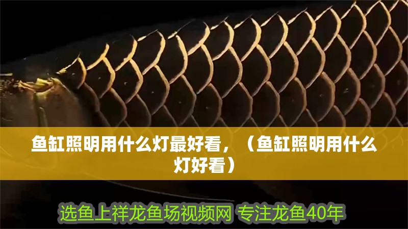 魚缸照明用什么燈最好看，（魚缸照明用什么燈好看）