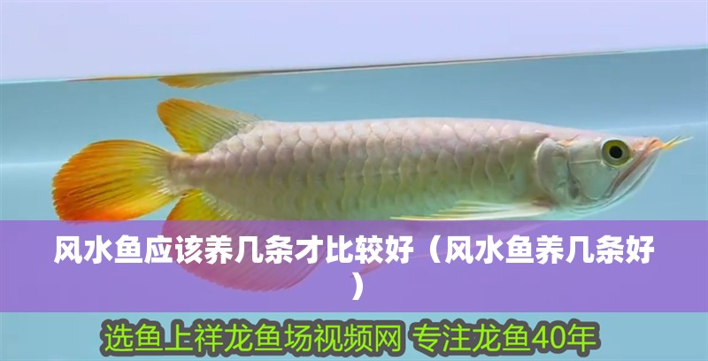 風水魚應該養(yǎng)幾條才比較好（風水魚養(yǎng)幾條好）