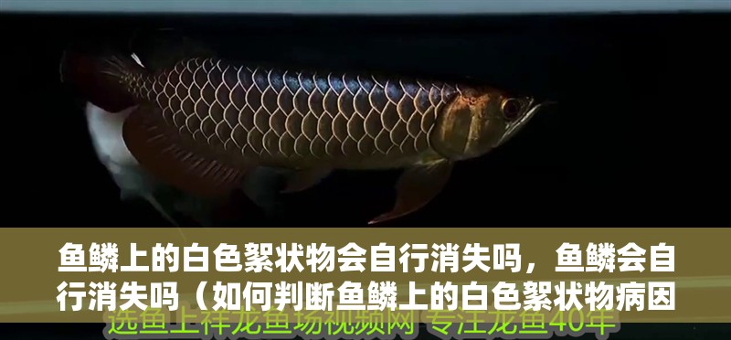 魚鱗上的白色絮狀物會自行消失嗎，魚鱗會自行消失嗎（如何判斷魚鱗上的白色絮狀物病因）