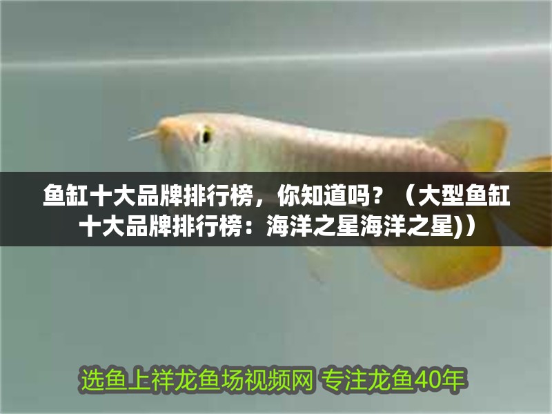 魚缸十大品牌排行榜，你知道嗎？（大型魚缸十大品牌排行榜：海洋之星海洋之星)）