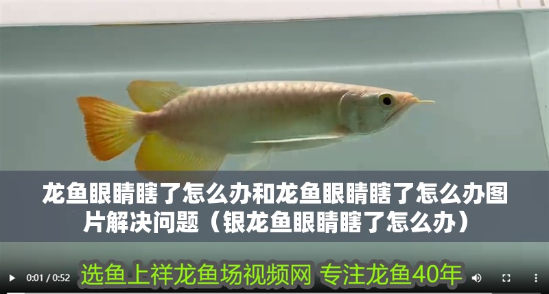 龍魚眼睛瞎了怎么辦和龍魚眼睛瞎了怎么辦圖片解決問題（銀龍魚眼睛瞎了怎么辦）