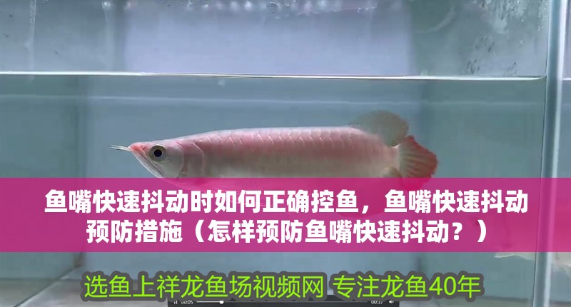 魚嘴快速抖動時如何正確控魚，魚嘴快速抖動預防措施（怎樣預防魚嘴快速抖動？） 魚嘴快速抖動時如何正確控魚，魚嘴快速抖動預防措施（怎樣預防魚嘴快速抖動？） 龍魚百科