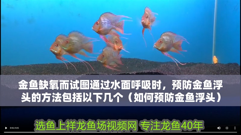 金魚缺氧而試圖通過水面呼吸時，預防金魚浮頭的方法包括以下幾個（如何預防金魚浮頭）