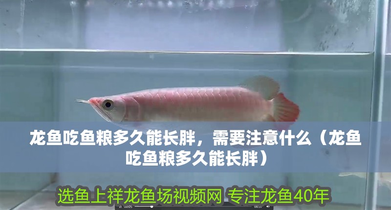 龍魚吃魚糧多久能長胖，需要注意什么（龍魚吃魚糧多久能長胖）