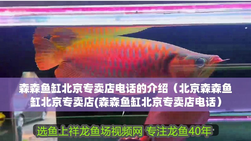 森森魚缸北京專賣店電話的介紹（北京森森魚缸北京專賣店(森森魚缸北京專賣店電話）