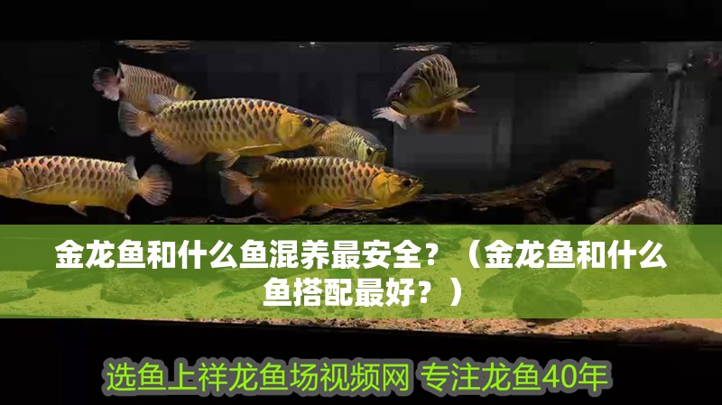 金龍魚和什么魚混養(yǎng)最安全？（金龍魚和什么魚搭配最好？）