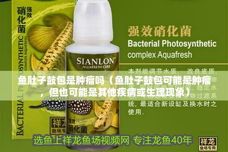 魚肚子鼓包是腫瘤嗎（魚肚子鼓包可能是腫瘤，但也可能是其他疾病或生理現象）