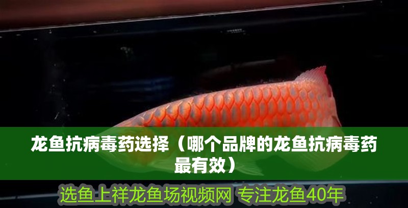 龍魚抗病毒藥選擇（哪個品牌的龍魚抗病毒藥最有效）