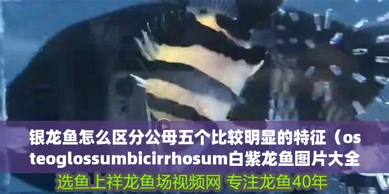 銀龍魚怎么區分公母五個比較明顯的特征（osteoglossumbicirrhosum白紫龍魚圖片大全）
