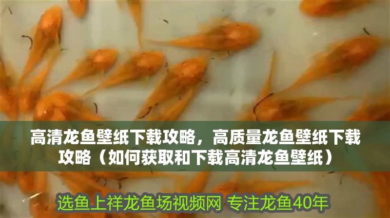 高清龍魚(yú)壁紙下載攻略，高質(zhì)量龍魚(yú)壁紙下載攻略（如何獲取和下載高清龍魚(yú)壁紙）