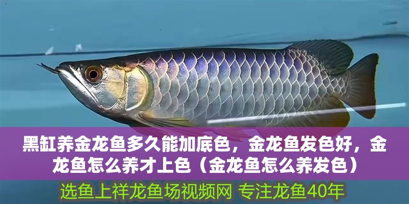黑缸養金龍魚多久能加底色，金龍魚發色好，金龍魚怎么養才上色（金龍魚怎么養發色）