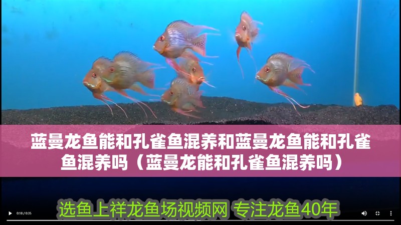 藍曼龍魚能和孔雀魚混養和藍曼龍魚能和孔雀魚混養嗎（藍曼龍能和孔雀魚混養嗎）