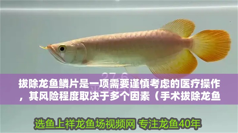 拔除龍魚(yú)鱗片是一項(xiàng)需要謹(jǐn)慎考慮的醫(yī)療操作，其風(fēng)險(xiǎn)程度取決于多個(gè)因素（手術(shù)拔除龍魚(yú)鱗片是一項(xiàng)需要謹(jǐn)慎考慮的醫(yī)療操作）
