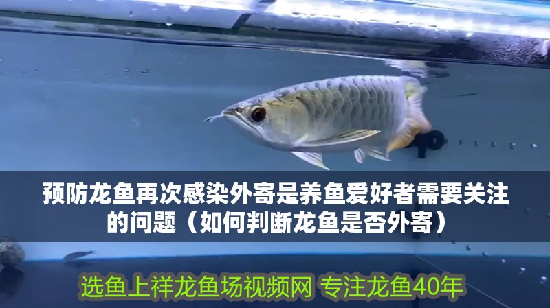 預防龍魚再次感染外寄是養魚愛好者需要關注的問題（如何判斷龍魚是否外寄）