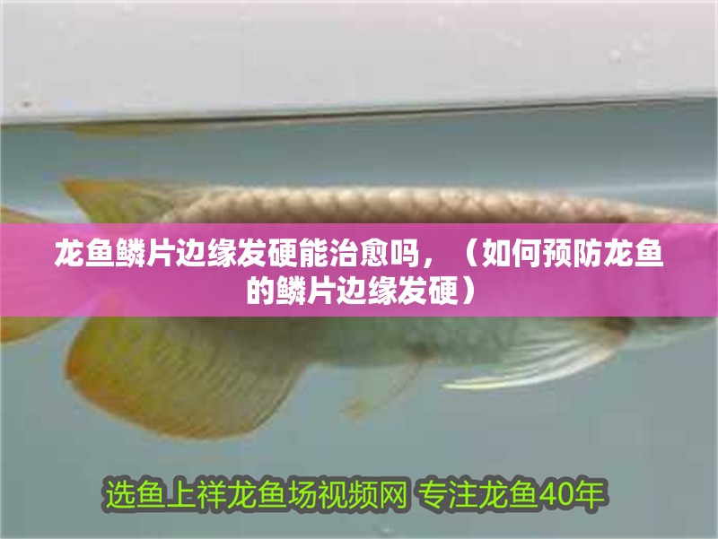 龍魚鱗片邊緣發硬能治愈嗎，（如何預防龍魚的鱗片邊緣發硬）