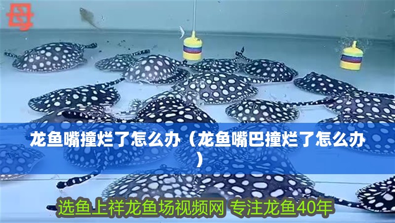 龍魚嘴撞爛了怎么辦（龍魚嘴巴撞爛了怎么辦）