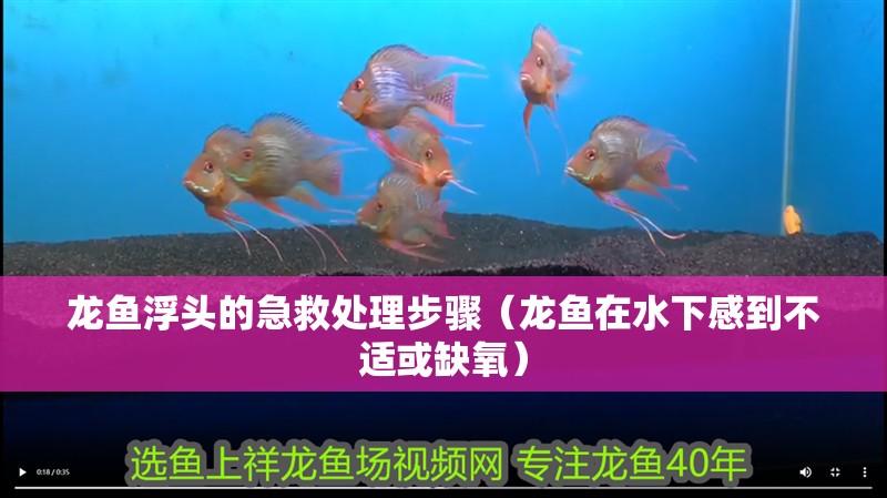 龍魚浮頭的急救處理步驟（龍魚在水下感到不適或缺氧）