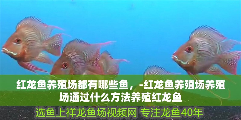 紅龍魚養(yǎng)殖場(chǎng)都有哪些魚，-紅龍魚養(yǎng)殖場(chǎng)養(yǎng)殖場(chǎng)通過什么方法養(yǎng)殖紅龍魚 紅龍魚養(yǎng)殖場(chǎng)都有哪些魚，-紅龍魚養(yǎng)殖場(chǎng)養(yǎng)殖場(chǎng)通過什么方法養(yǎng)殖紅龍魚 觀賞魚百科