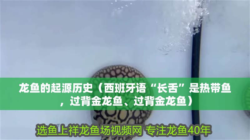 龍魚的起源歷史（西班牙語“長舌”是熱帶魚，過背金龍魚、過背金龍魚）