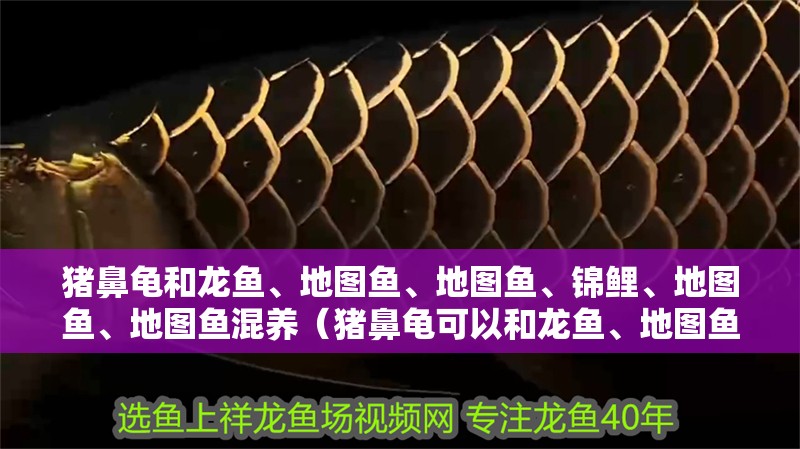 豬鼻龜和龍魚、地圖魚、地圖魚、錦鯉、地圖魚、地圖魚混養（豬鼻龜可以和龍魚、地圖魚、地圖魚等大型魚一起混養嗎？）