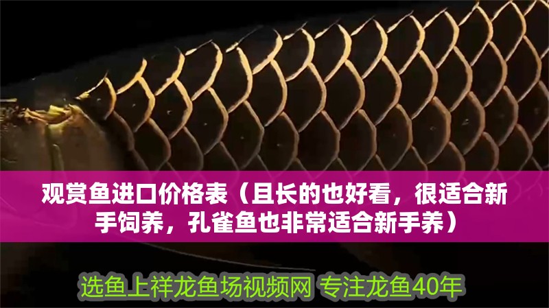 觀賞魚進(jìn)口價(jià)格表（且長的也好看，很適合新手飼養(yǎng)，孔雀魚也非常適合新手養(yǎng)）