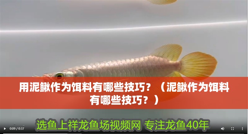 用泥鰍作為餌料有哪些技巧？（泥鰍作為餌料有哪些技巧？）